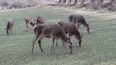Dişi geyik sürüsü kışın dağların arasındaki çayırlarda otlar, ot yer ve grup içinde sosyalleşir..
