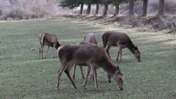 Winter Grasen Weibliche Hirsche Auf Der Wiese Zwischen Den Bergen — Stockvideo