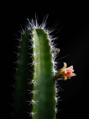 Bir kaktüs bitkisine ve çiçeğine yakın çekim, Cereus Peruvianus yazın. Siyah arkaplan, yumuşak ışık.