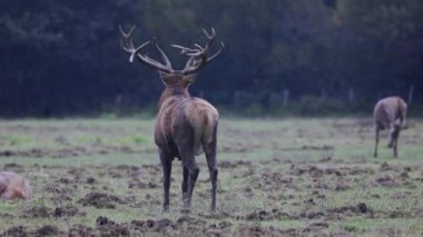 Erişkin kızıl geyiğin azgın mevsiminde kükremesi.