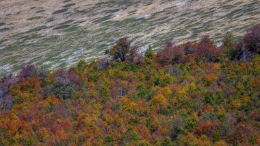 Sonbaharın başında dağlarda kayın ormanları, kahverengi renkler sadece.