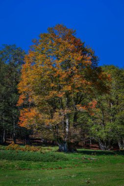 Beech forest in the mountains at the beginning of autumn, with the brown colors just hinted at. clipart