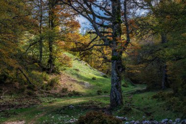 Mountain path in a beech forest in the autumn season. clipart