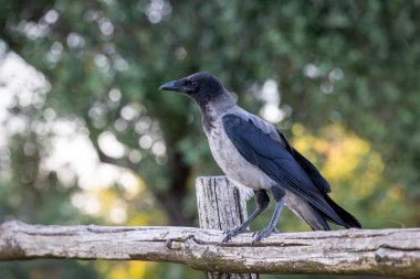 Kapüşonlu Karga, Corvidae familyasının siyah ve gri karga kuşu, aynı zamanda Corvus Cornix olarak da bilinir, çitin üzerinde duruyor..