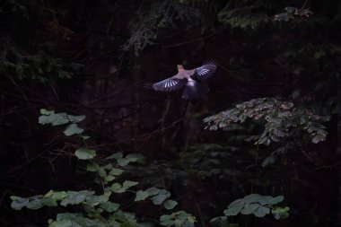 Avrasyalı Jay, Garrulus Glandarius Slovenya 'da bir yerlerde ormanda uçuyor..
