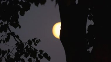 Dolunay mavi gökyüzünde hareket eder ve arka plandaki bir ağacın arkasında kaybolur..