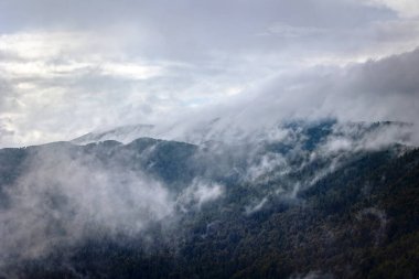 Bir çam ve köknar ormanının yatay manzarası. Arka planda sisle kaplanmış dağlar..