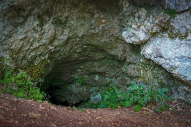 Kahverengi ayı ini, hayvanın kış uykusunda sığındığı yer. Mağara girişi.