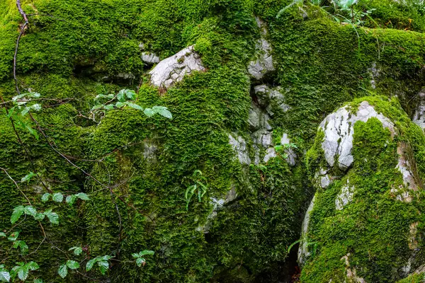 Ormandaki yosun kaplı kayalara yakın çekim. Doğal arkaplan.