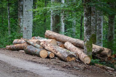 Ormandaki kereste alanı, yerde yatan ağaç gövdeleri, kasvetli hava..