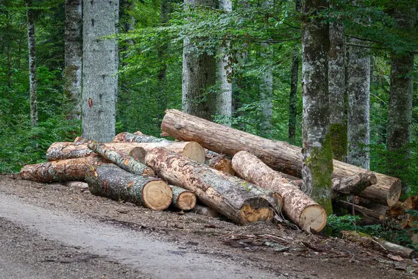 Ormandaki kereste alanı, yerde yatan ağaç gövdeleri, kasvetli hava..