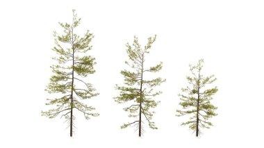 İzole edilmiş arka planda üç ağaç, gerçek ağaç yeşili yaprak izole edilmiş ölü dosya.