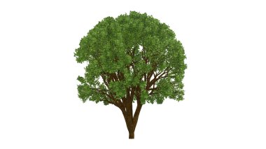 İzole edilmiş arkaplanda kırpma yolu olan tek bir ağaç. Büyük ağaç büyük resmi kullanmak kolaydır ve her tür resim ve baskı için uygundur.