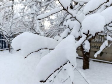 Binanın önünde karla kaplı bir ağaç dalı.