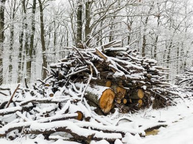 Ormandaki karların arasında bir odun yığını..