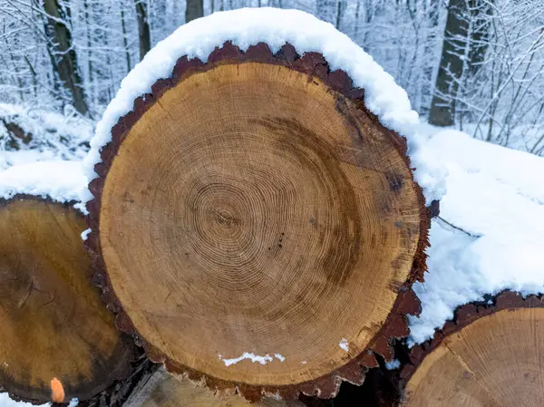 Ormanda karla kaplı bir odun yığını..