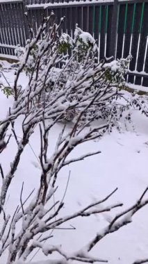 Çitin önünde karla kaplı bir çalı