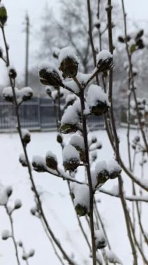 Karda bir çalılığın dalları karla kaplıydı.
