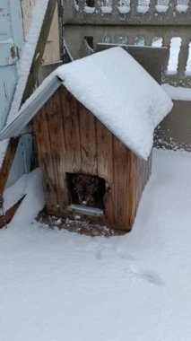 Çitin yanında karla kaplı bir köpek kulübesi.