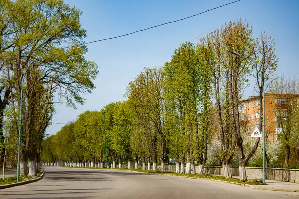 Yolun her iki tarafında ağaçlarla dolu bir cadde..