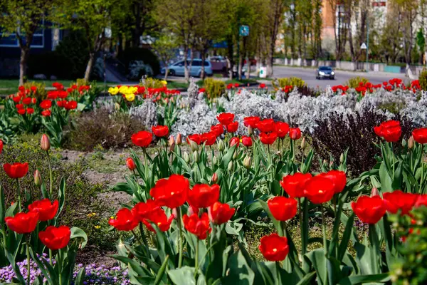 Çiçek tarlasının ortasında kırmızı ve sarı laleler..