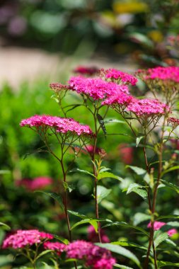 Otların arasında bir demet pembe çiçek var.