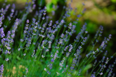 Çimlerde bir demet lavanta çiçeği var.