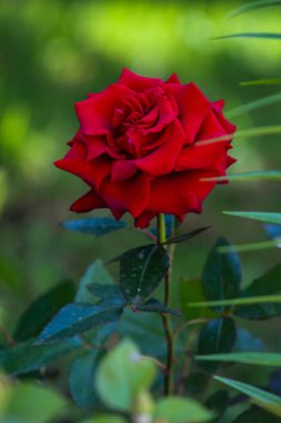 Arka planda yeşil yapraklı tek bir kırmızı gül.