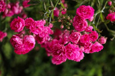 Bir çalılıkta yetişen bir demet pembe çiçek.