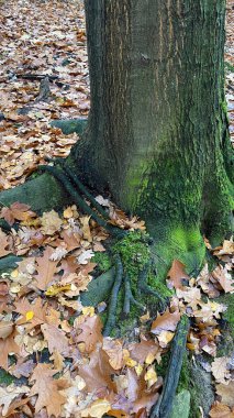 Ormandaki bir ağacın gövdesinde yosun yetişen bir ağaç..