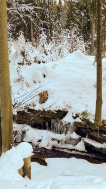Karla kaplı bir ormanda akan küçük bir dere..