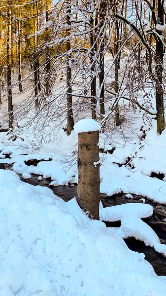 Karlı bir ormanın ortasında karla kaplı bir ağaç kütüğü..