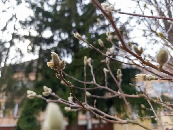 Binanın önünde tomurcukları olan bir ağaç dalı..