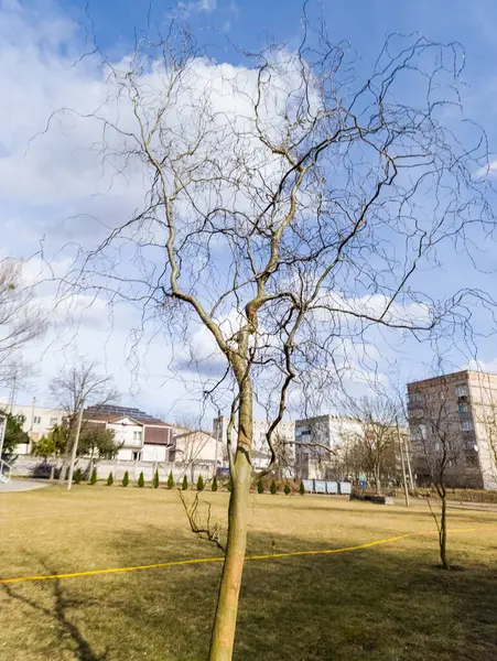 Çimenli bir tarlanın ortasında, arka planda binalar olan çıplak bir ağaç..