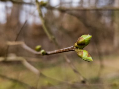 Üzerinde tomurcuklar olan bir ağaç dalı..