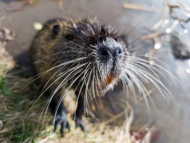 Otların arasında ağzı açık bir kunduz..