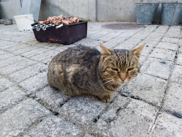 Izgaranın yanında yerde oturan bir kedi..