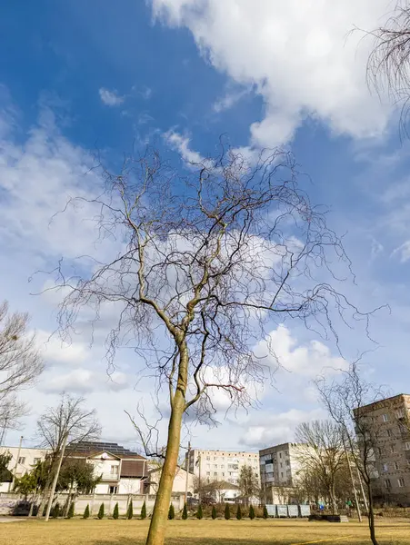 Çimenli bir tarlanın ortasında, arka planda binalar olan çıplak bir ağaç..
