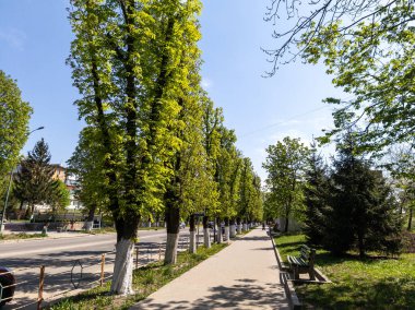 Caddenin yanında ağaçlarla dolu bir kaldırım..