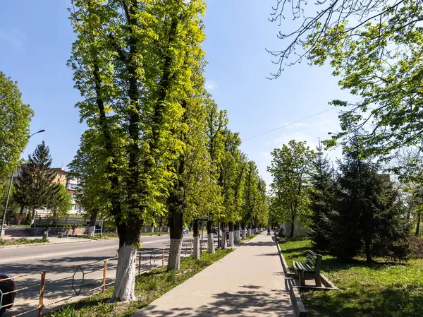 Caddenin yanında ağaçlarla dolu bir kaldırım..