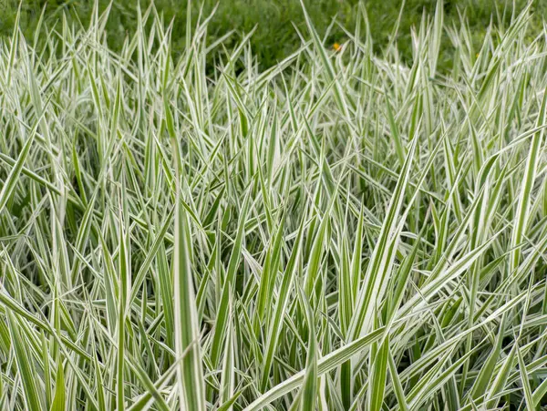 Beyaz ve sarı çiçekli yeşil çimen tarlasına yakın çekim.