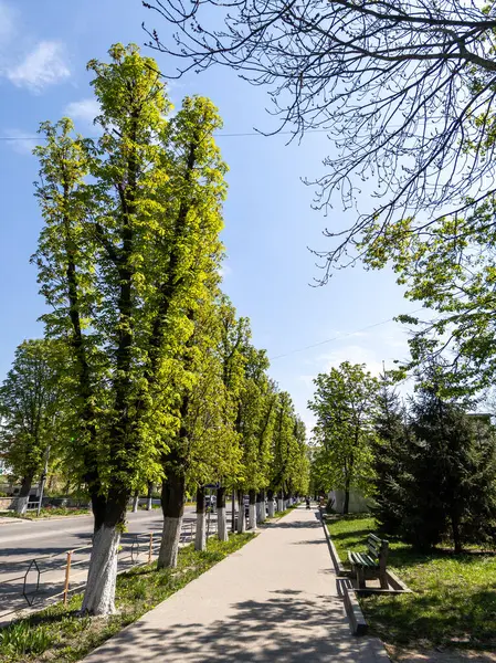 Park bankının yanında ağaçlarla dolu bir kaldırım..