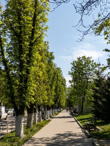 Park bankının yanında ağaçlarla dolu bir kaldırım..