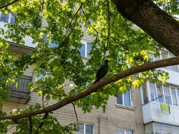 Binanın önündeki ağaç dalında oturan siyah bir kuş..