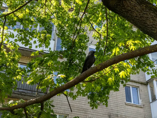 Binanın önündeki ağaç dalında oturan siyah bir kuş..