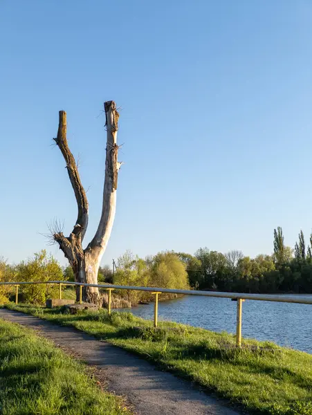 Yol kenarında ölü bir ağaç, bir su kütlesinin yanında..
