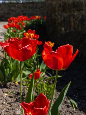 Bir grup kırmızı ve sarı lale Bir bahçede taş duvarın yanında.