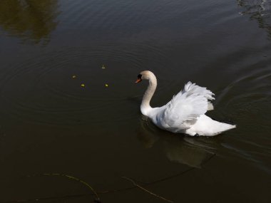 Bir su kütlesinin üzerinde yüzen beyaz bir kuğu.
