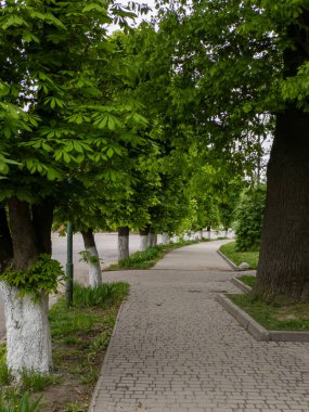 Yolun yanındaki parkta ağaçlarla dolu bir patika..