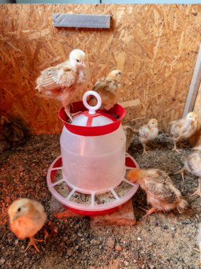 Kırmızı ve beyaz bir besleyicinin tepesinde duran bir grup küçük piliç..